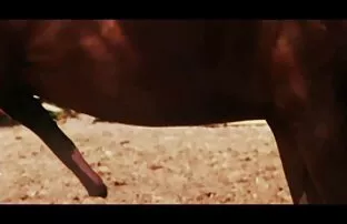 Ամուսինը լուսանկարում ճապոնական պոռնո կայք է, թե ինչպես են լակի շիթերը իր կնոջ Պիզայից